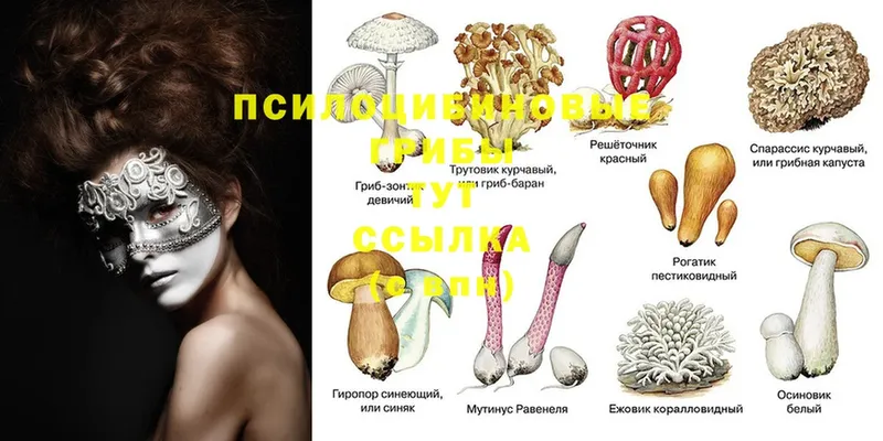 shop состав  блэк спрут tor  Буйнакск  Галлюциногенные грибы Magic Shrooms 